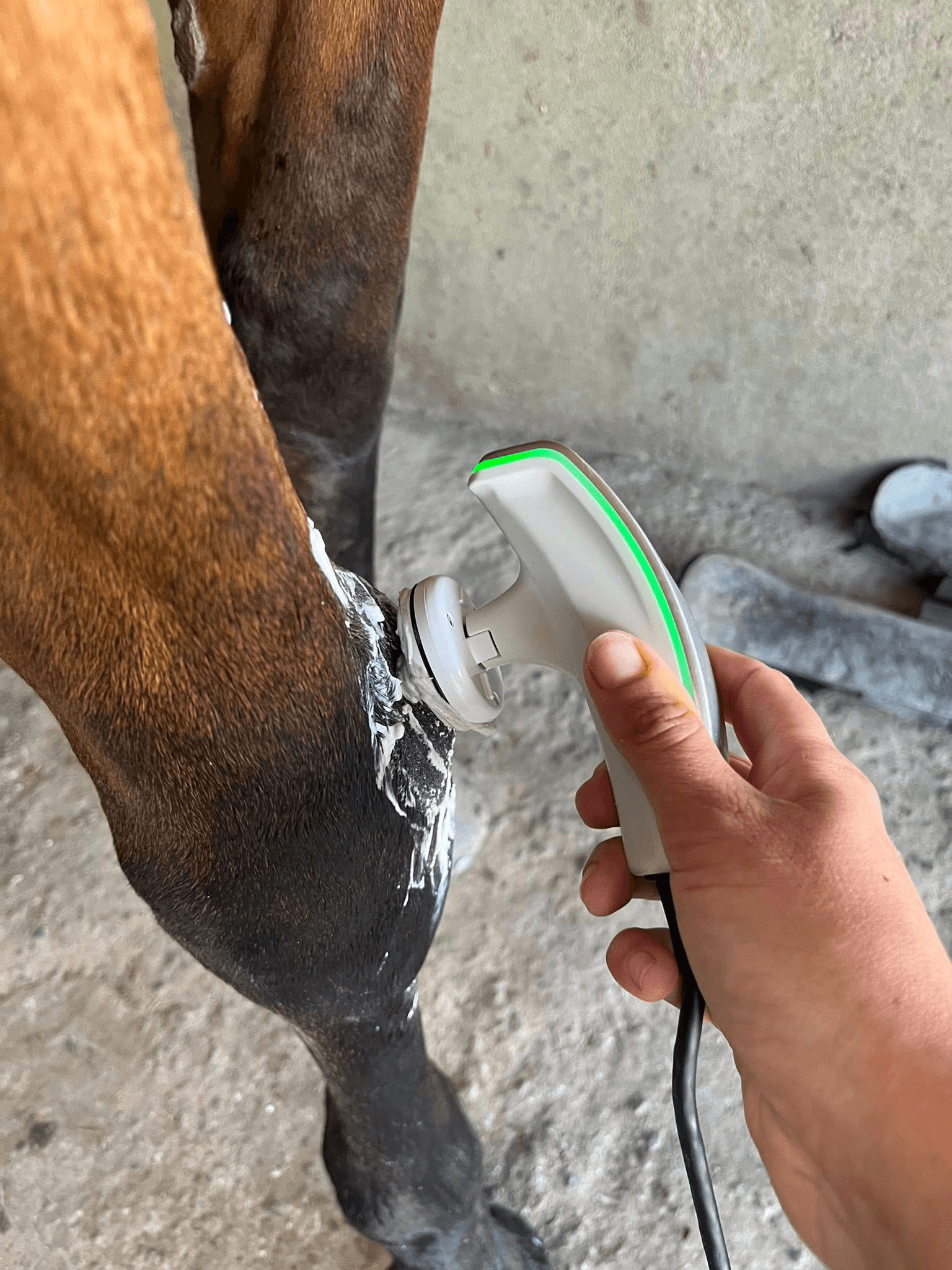 Winback TECAR therapie sur cheval