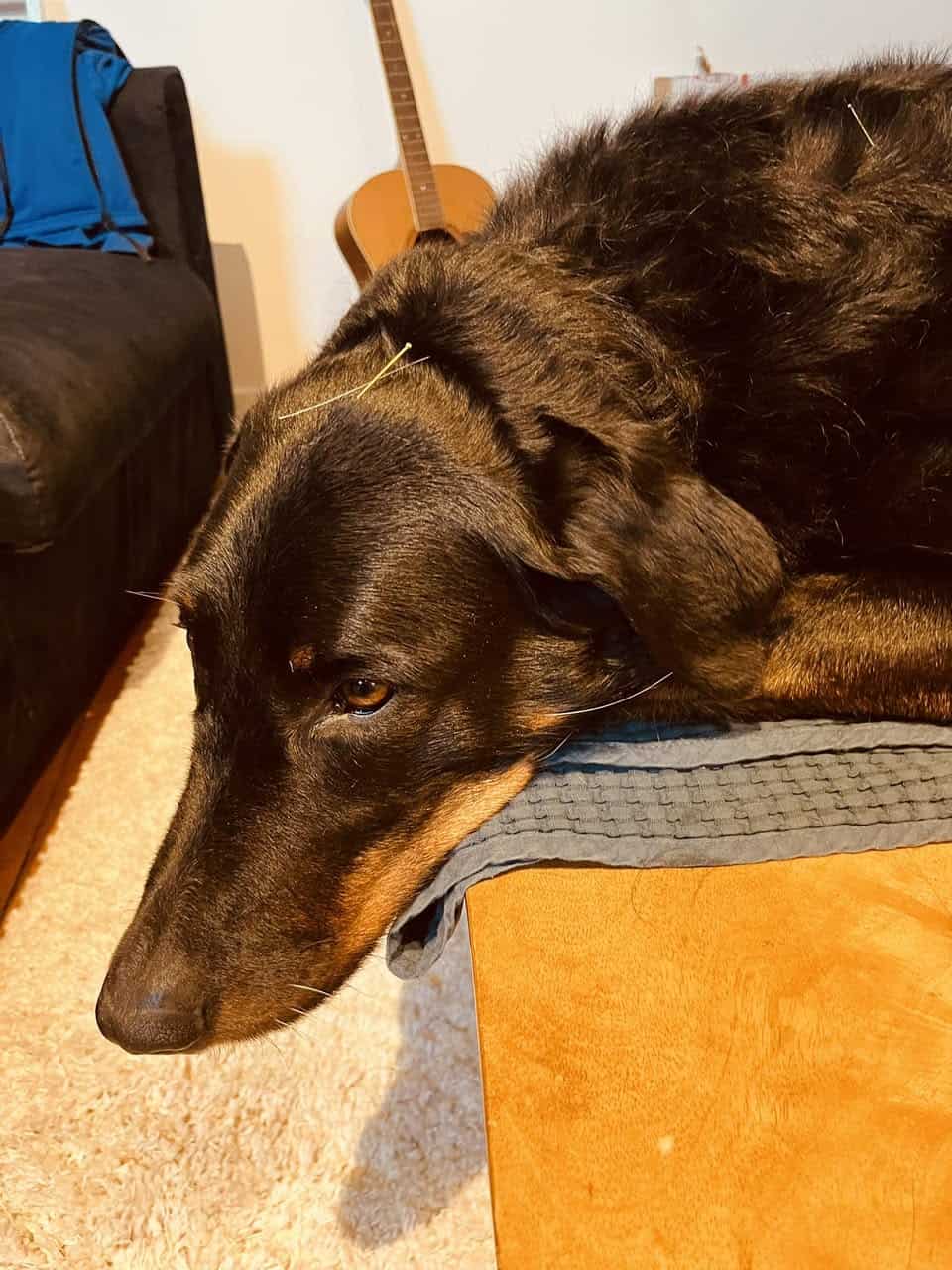 Chien acupuncture tete