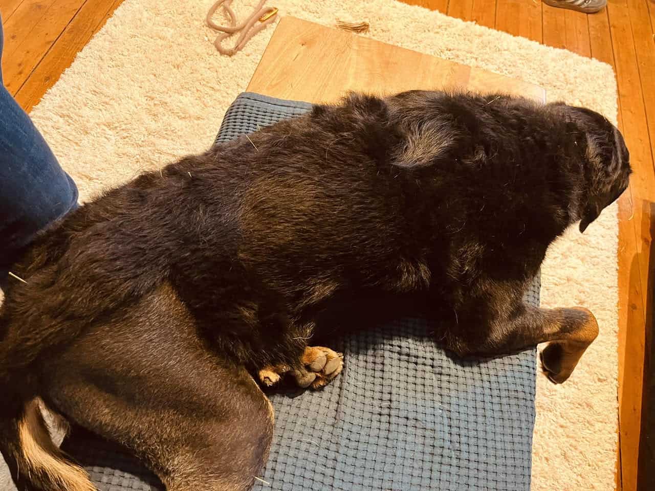 Chien acupuncture dos