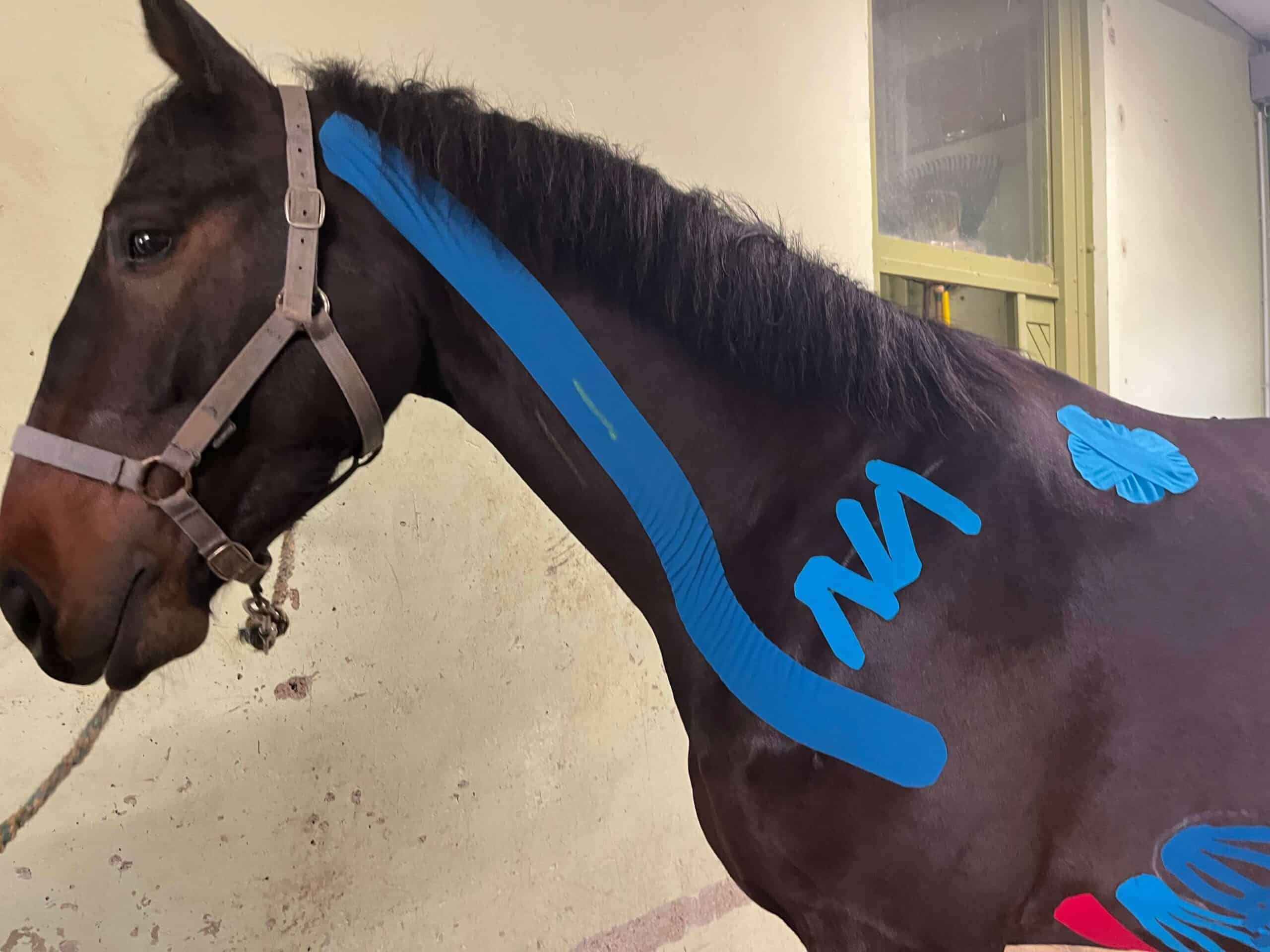 Ktapping_encolure_cheval
